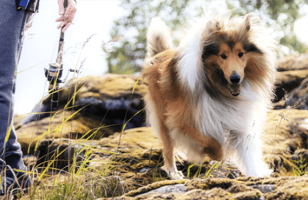 PrimaDog active rough collie in a lake side