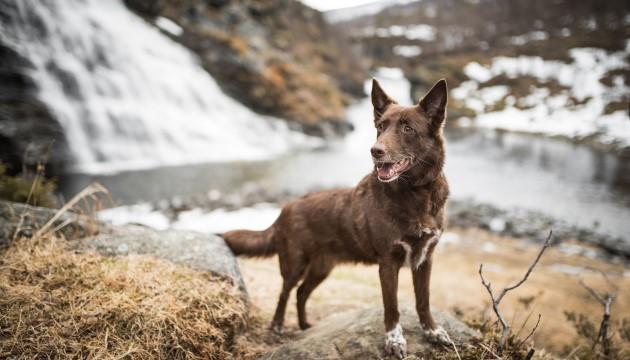Hund framför vattenfall PrimaDog