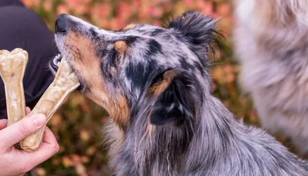 PrimaDog dog chewing bones support the well-being of the mouth