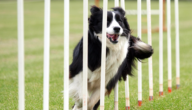 Jak trénovat psa a jaké psí sporty vyzkoušet?