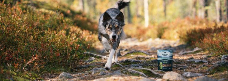 PrimaDog hund springer stigar i skogen med hundgodis förpackningsbild för de perfekta vandringssnacksen