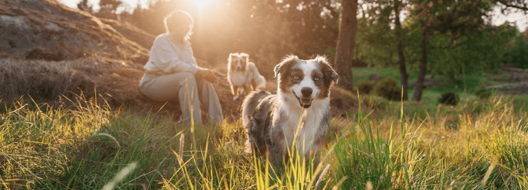 PD un kvinna och hennes två hundar i ett soligt fält