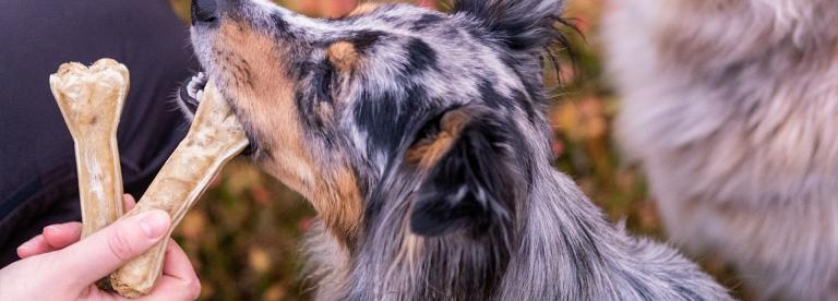 PrimaDog koiran puruluut tukevat suun hyvinvointia