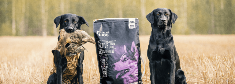 A high energy dry food and wet food for hunting dogs PrimaDog