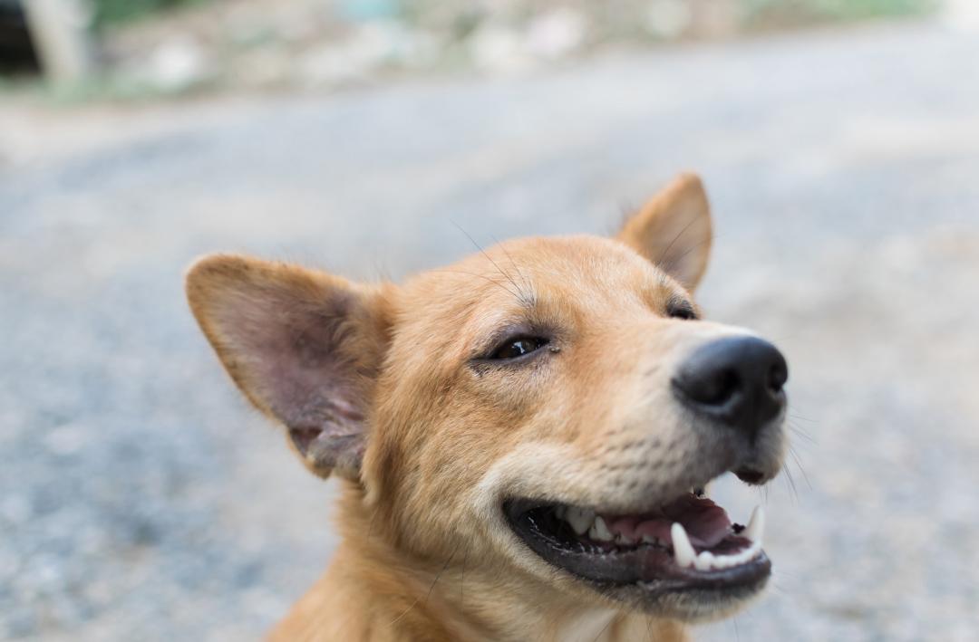 PrimaDog lahjoittaa koiranruokaa hyväntekeväisyyteen vuosittain