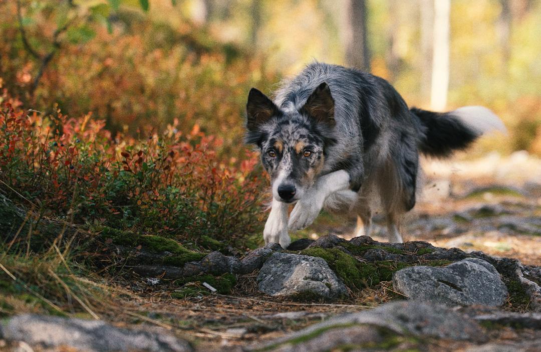 PrimaDog hund løper i skogssti