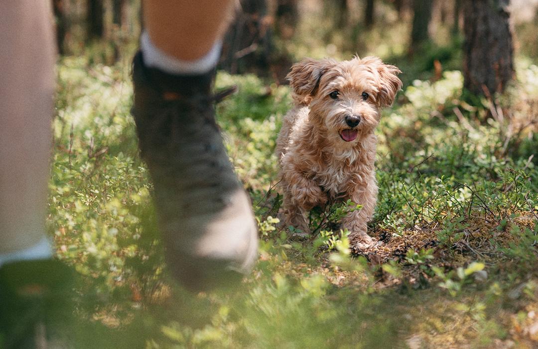 PrimaDog armas väike koer, kes jookseb metsas