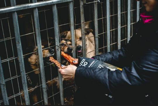 PrimaDog ja Pet Rescue Finland koirien  ruokinta koiratarhalla
